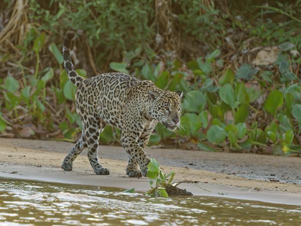 Jaguar (Panthera onca)